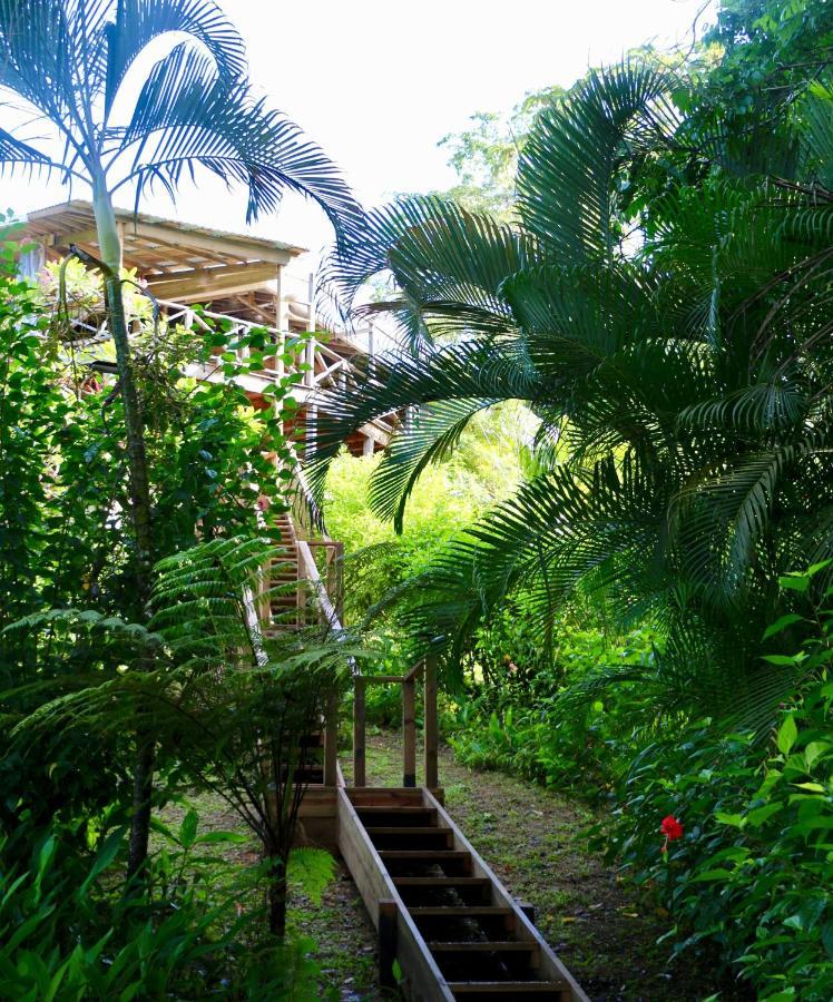 بوكاس تاون Eden Jungle Lodge المظهر الخارجي الصورة