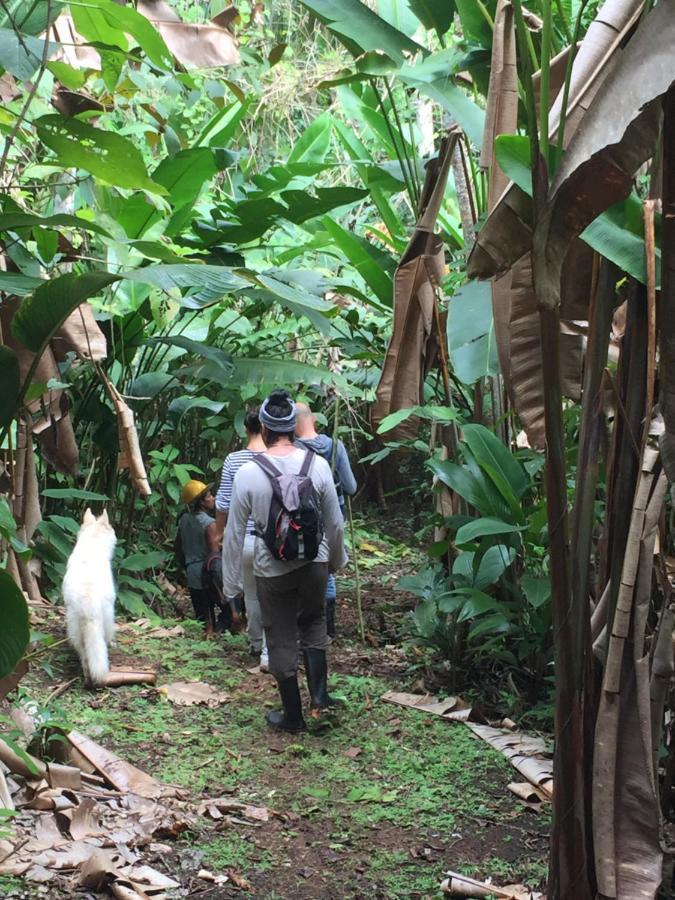 بوكاس تاون Eden Jungle Lodge المظهر الخارجي الصورة