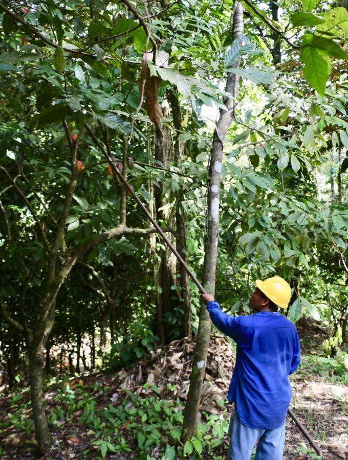 بوكاس تاون Eden Jungle Lodge المظهر الخارجي الصورة