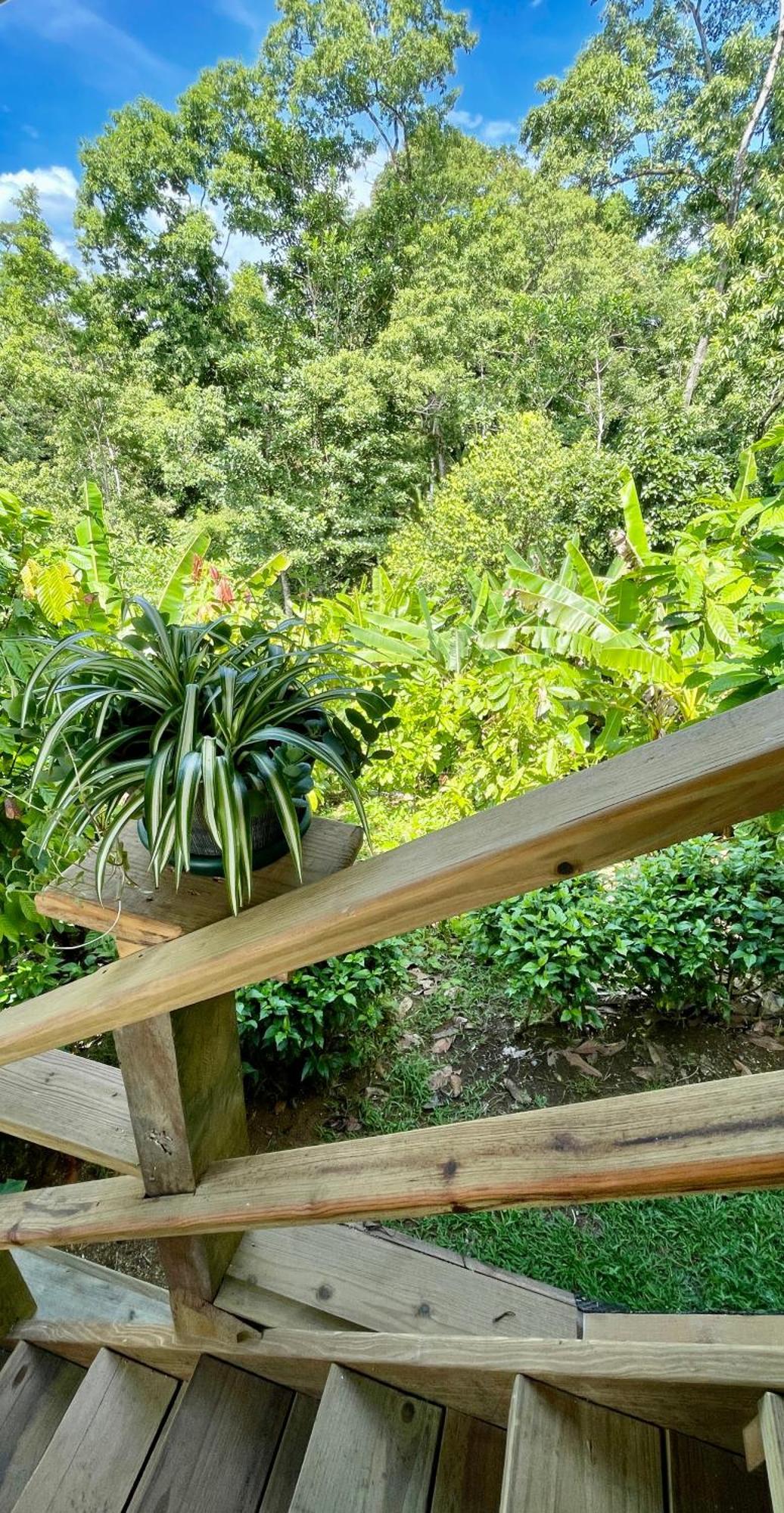 بوكاس تاون Eden Jungle Lodge المظهر الخارجي الصورة